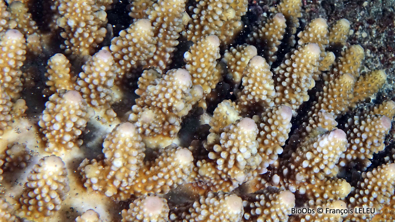 Doigts de corail - Acropora humilis - François LELEU - BioObs