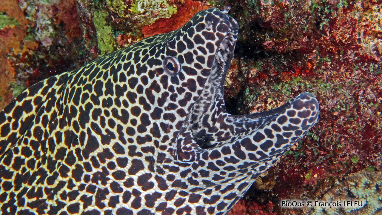 Murène léopard - Gymnothorax favagineus - François LELEU - BioObs