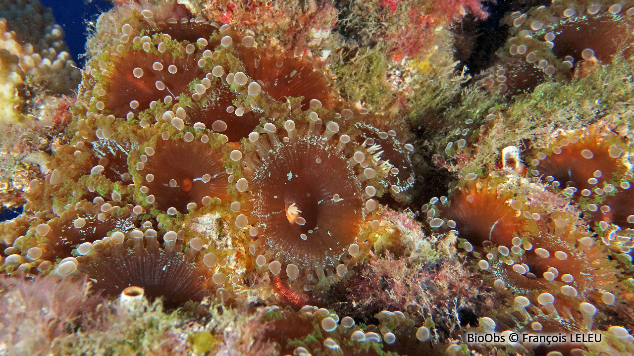 Anémone à double détente - Triactis producta - François LELEU - BioObs