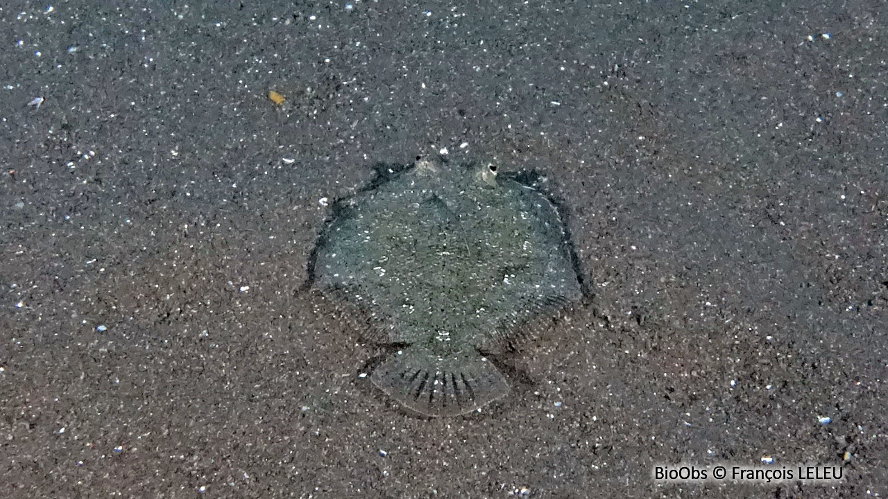 Aseraggodes guttulatus - Aseraggodes guttulatus - François LELEU - BioObs