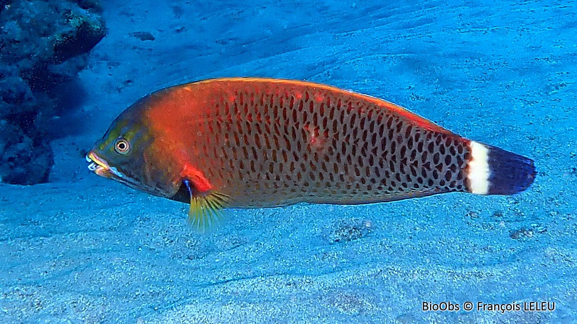 Vieille ciseaux - Pseudodax moluccanus - François LELEU - BioObs
