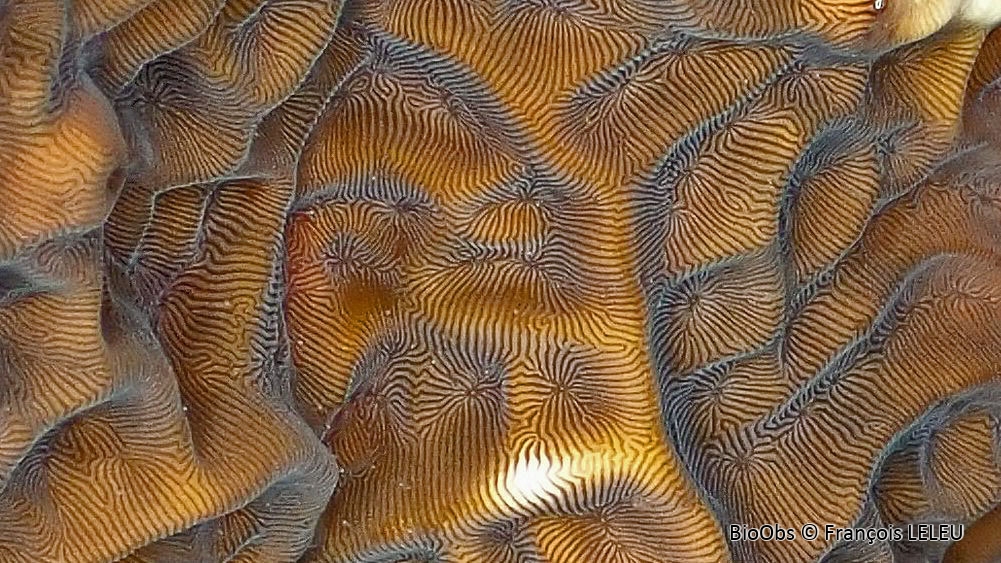 Leptoseris (genre) - Leptoseris sp - François LELEU - BioObs