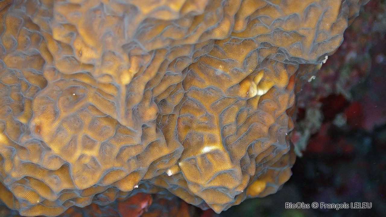 Leptoseris (genre) - Leptoseris sp - François LELEU - BioObs