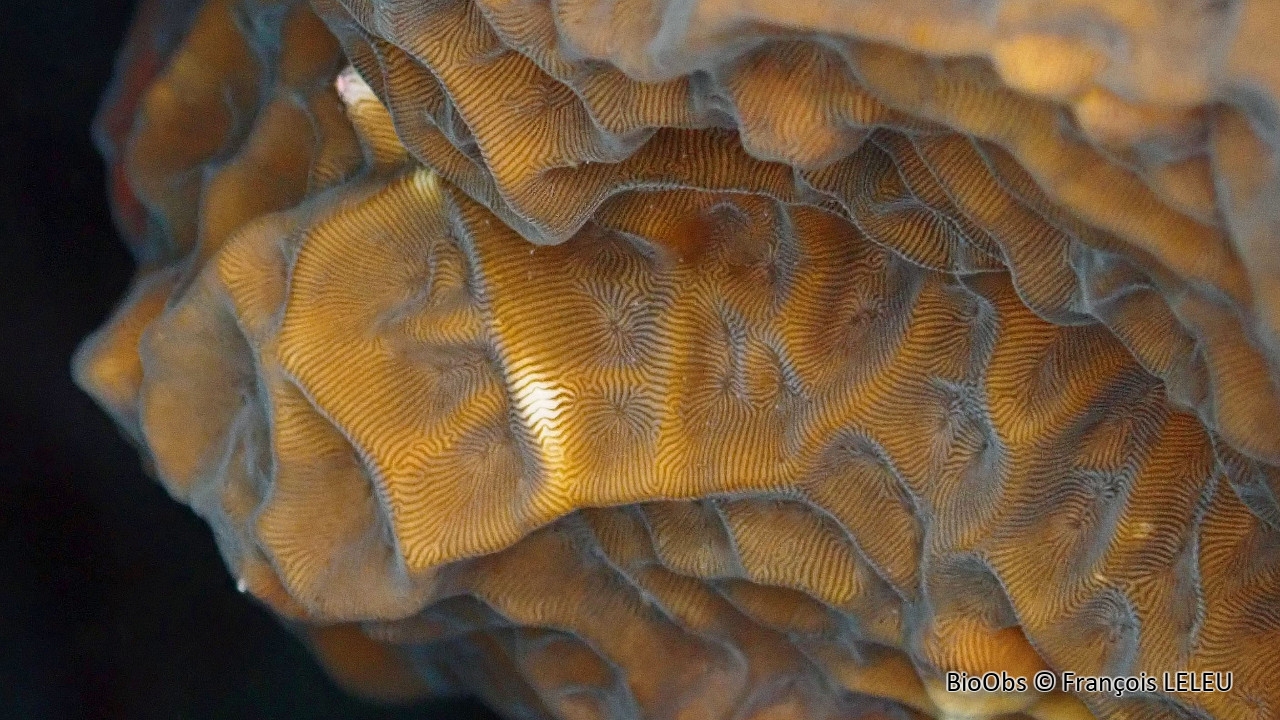 Leptoseris (genre) - Leptoseris sp - François LELEU - BioObs