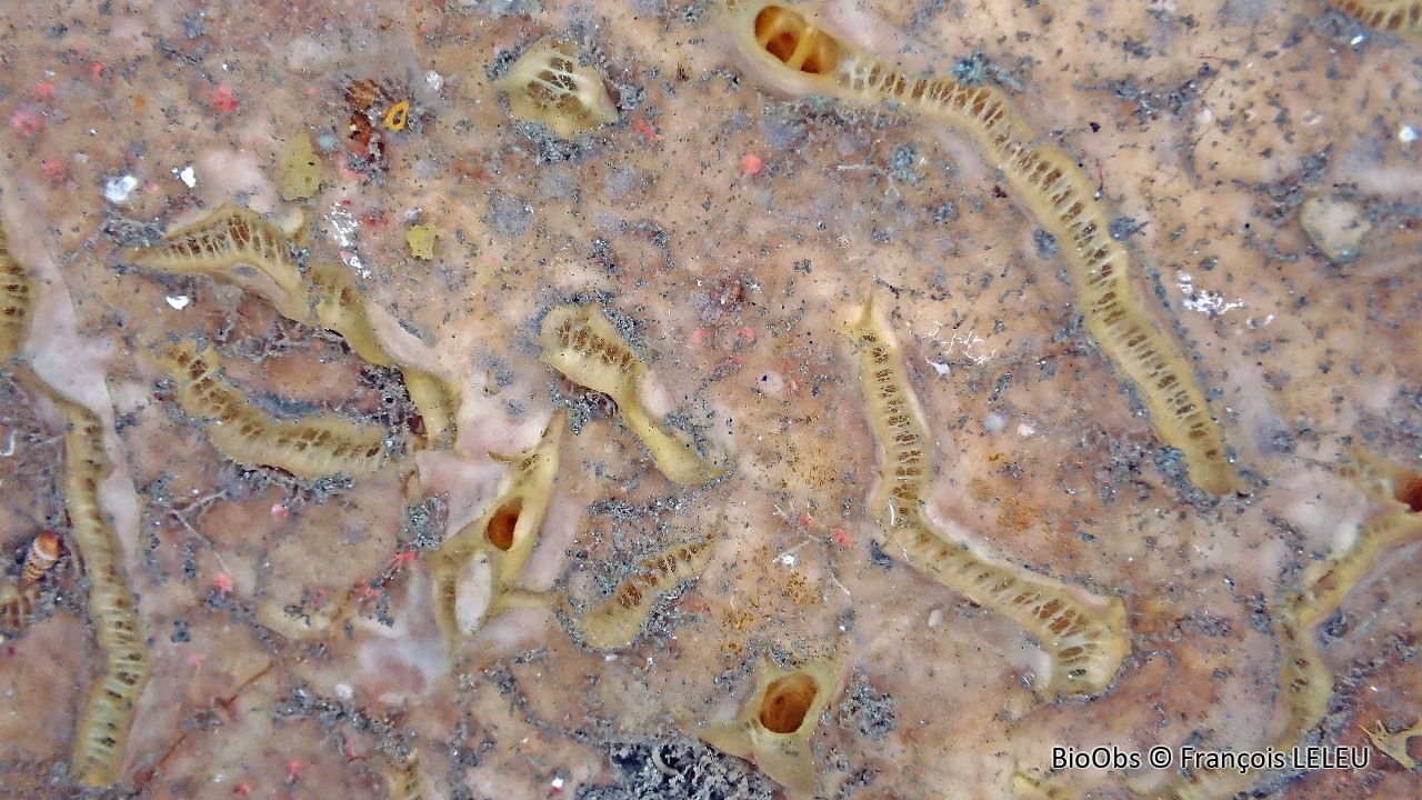 Spongia à carène - Placospongia carinata - François LELEU - BioObs