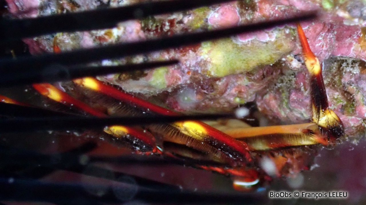 Crabe plat des oursins - Percnon gibbesi - François LELEU - BioObs