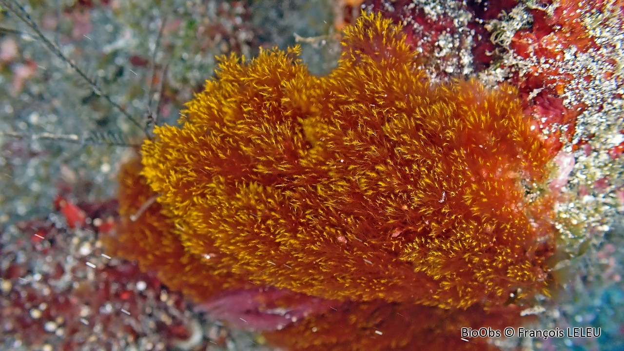 Antithamnionelle spirographe - Antithamnionella spirographidis - François LELEU - BioObs