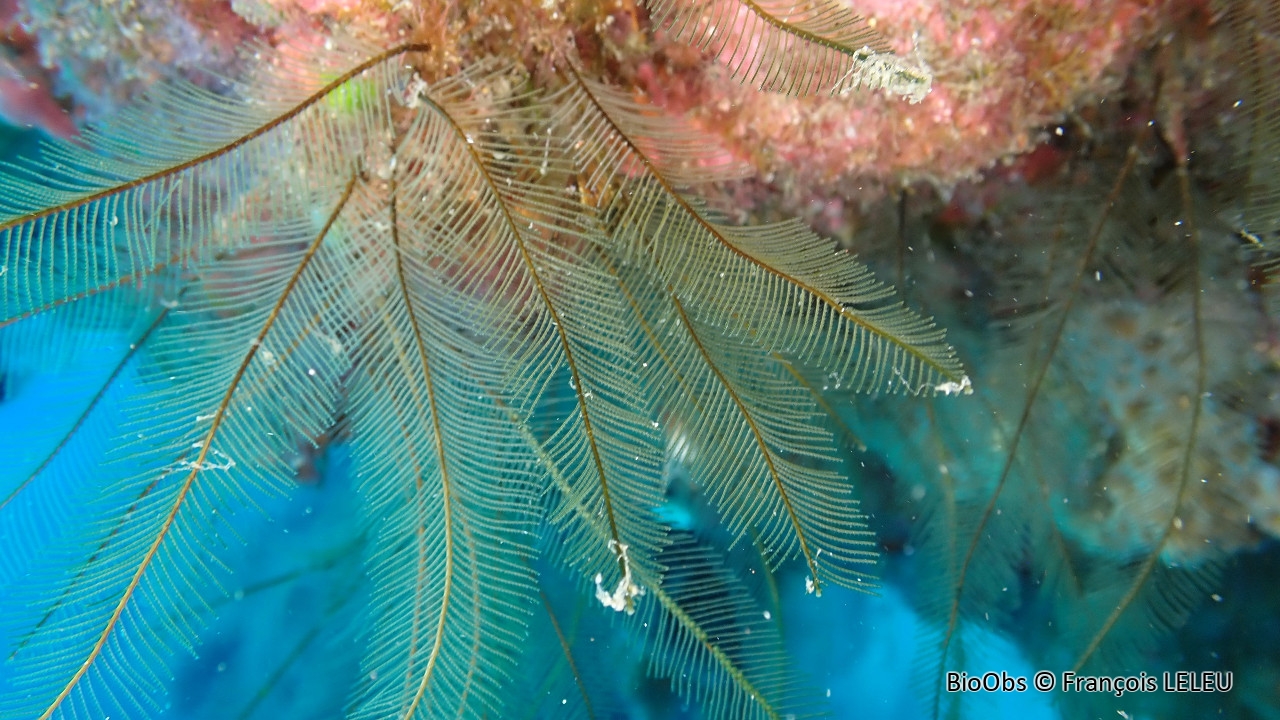 Gymnansium hians - Gymnangium hians - François LELEU - BioObs
