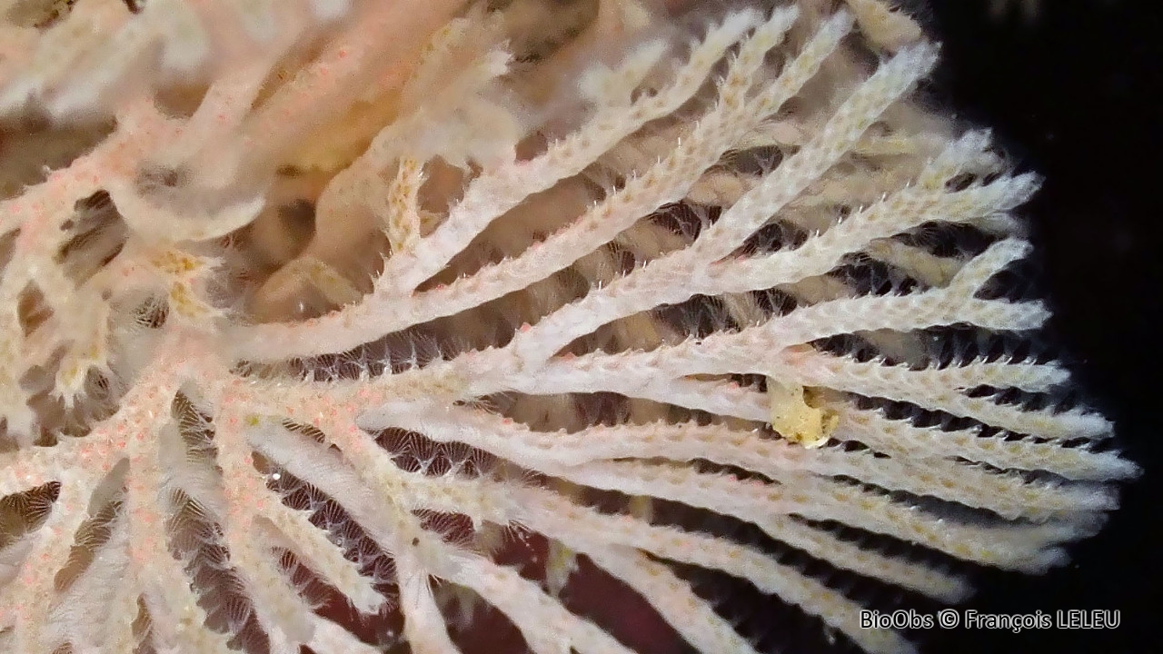 Crisinidés (famille) - Crisinidae - François LELEU - BioObs