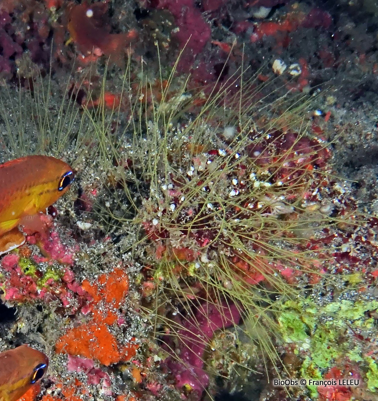 Antenne de Billard - Antennella billardi - François LELEU - BioObs