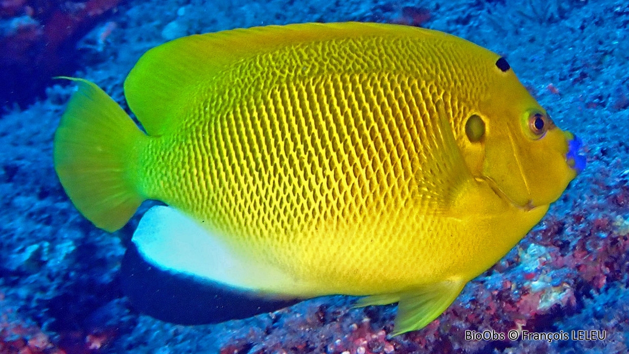 Poisson-ange à trois taches - Apolemichthys trimaculatus - François LELEU - BioObs