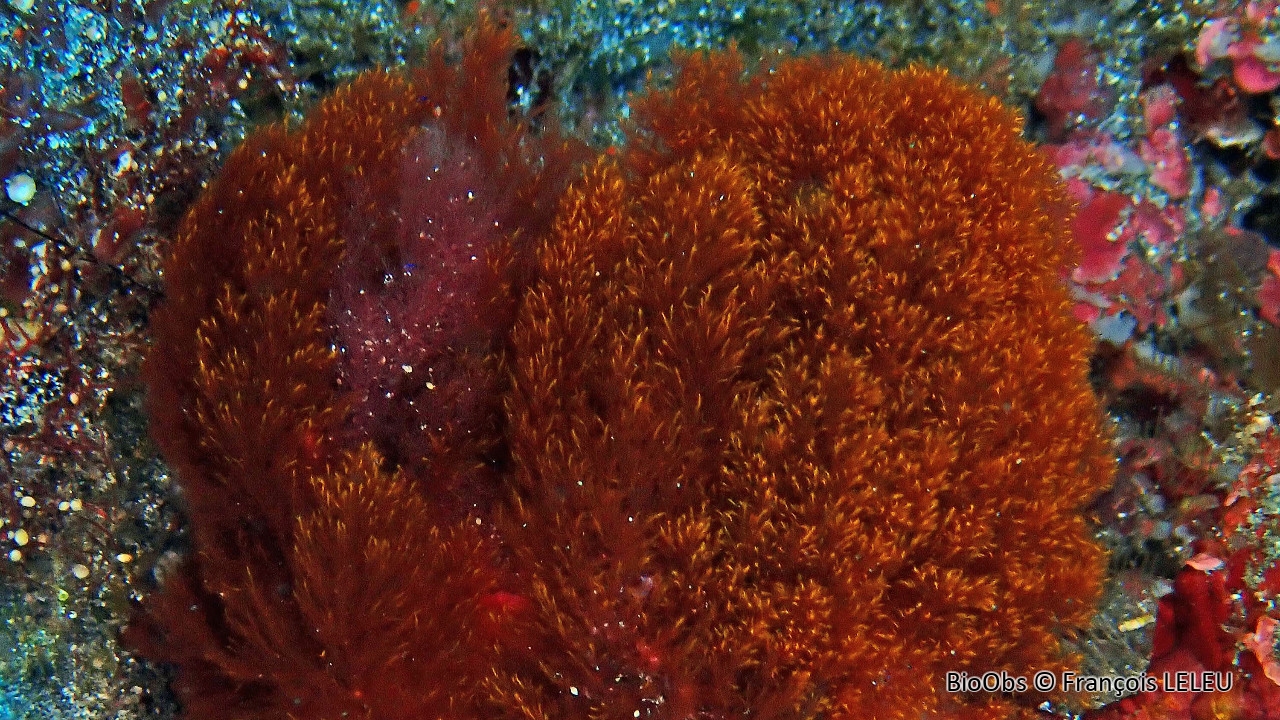 Antithamnionelle spirographe - Antithamnionella spirographidis - François LELEU - BioObs