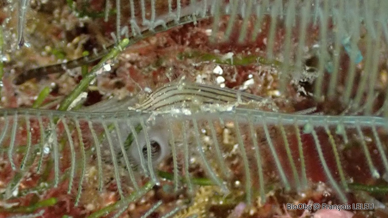 Avicule zébrée - Pterelectroma physoides - François LELEU - BioObs