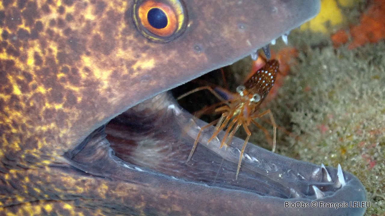 Lysmata de Ternate - Lysmata ternatensis - François LELEU - BioObs