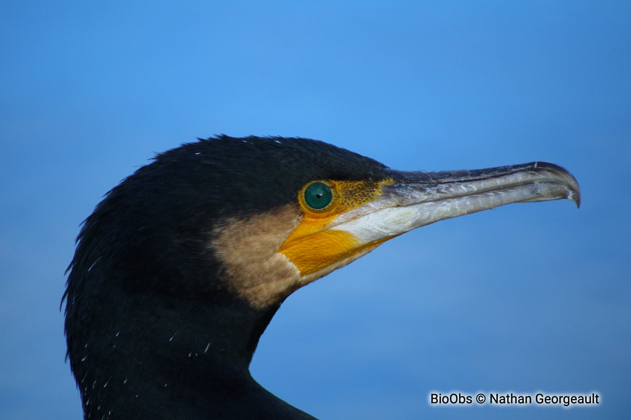 Grand cormoran - Phalacrocorax carbo - Nathan Georgeault - BioObs