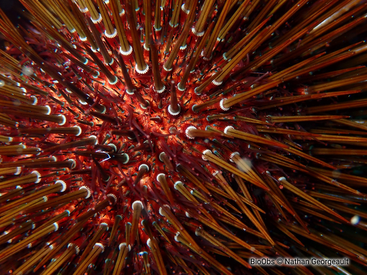 Oursin violet - Paracentrotus lividus - Nathan Georgeault - BioObs