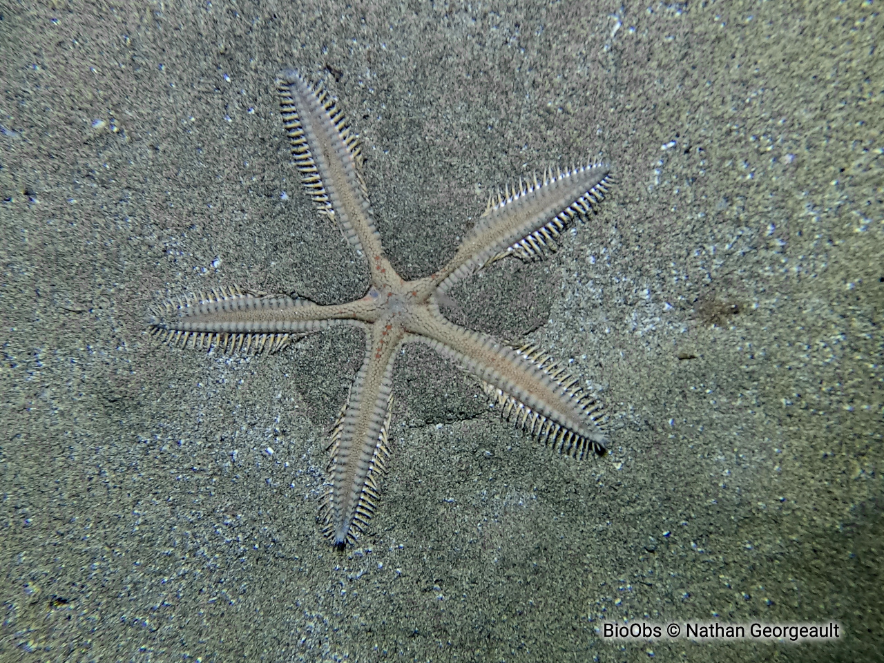 Grande étoile-peigne - Astropecten aranciacus - Nathan Georgeault - BioObs