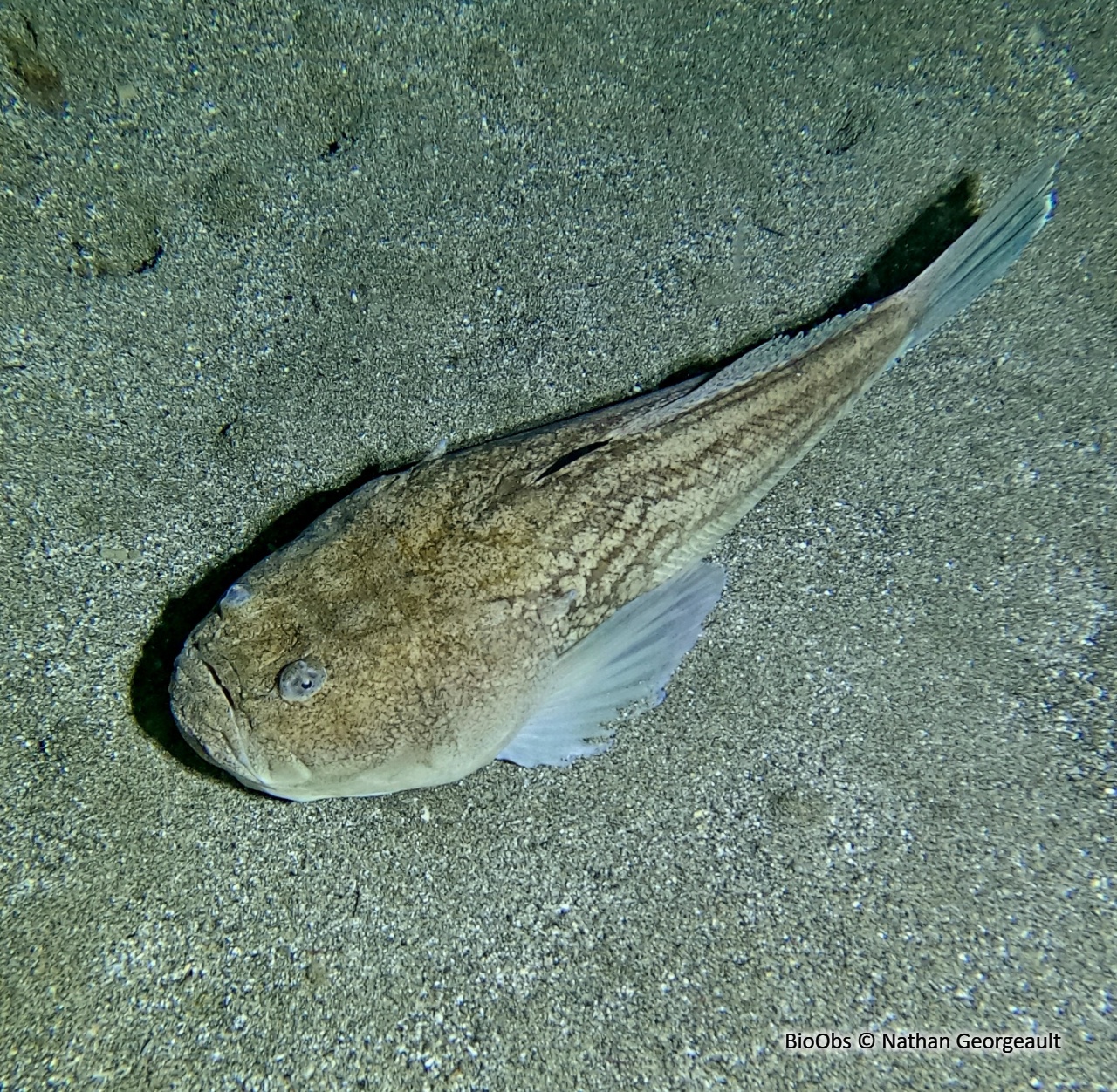 Uranoscope - Uranoscopus scaber - Nathan Georgeault - BioObs