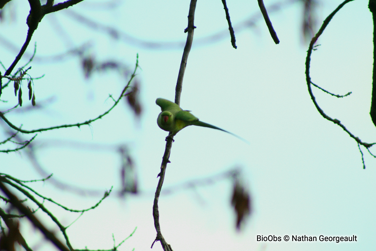 Perruche à collier - Psittacula krameri - Nathan Georgeault - BioObs
