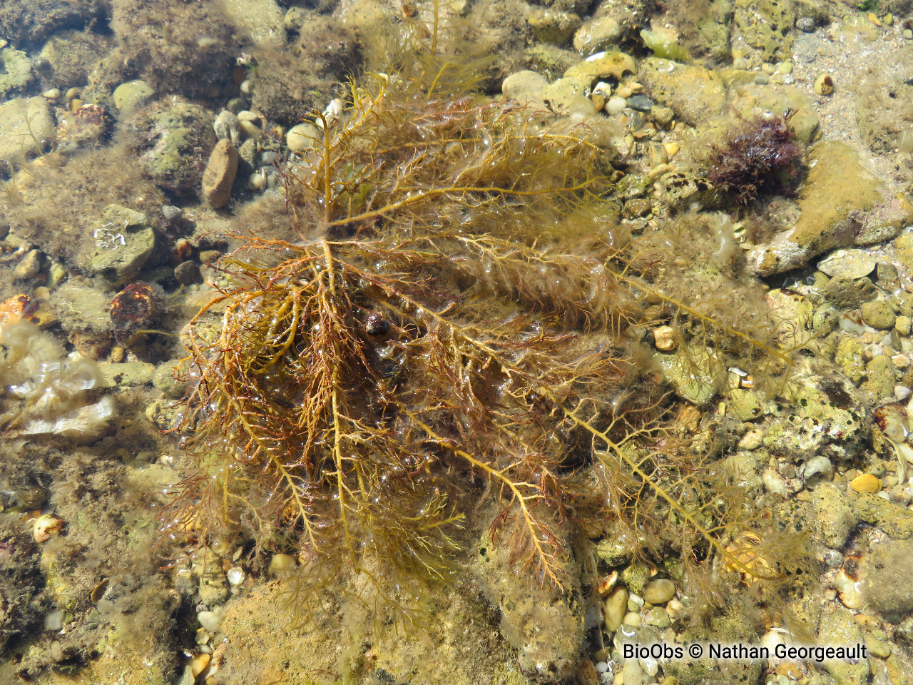 Cystoseire touffue - Cystoseira foeniculacea - Nathan Georgeault - BioObs