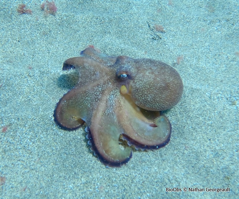 Poulpe à rayures bleues - Amphioctopus burryi - Nathan Georgeault - BioObs