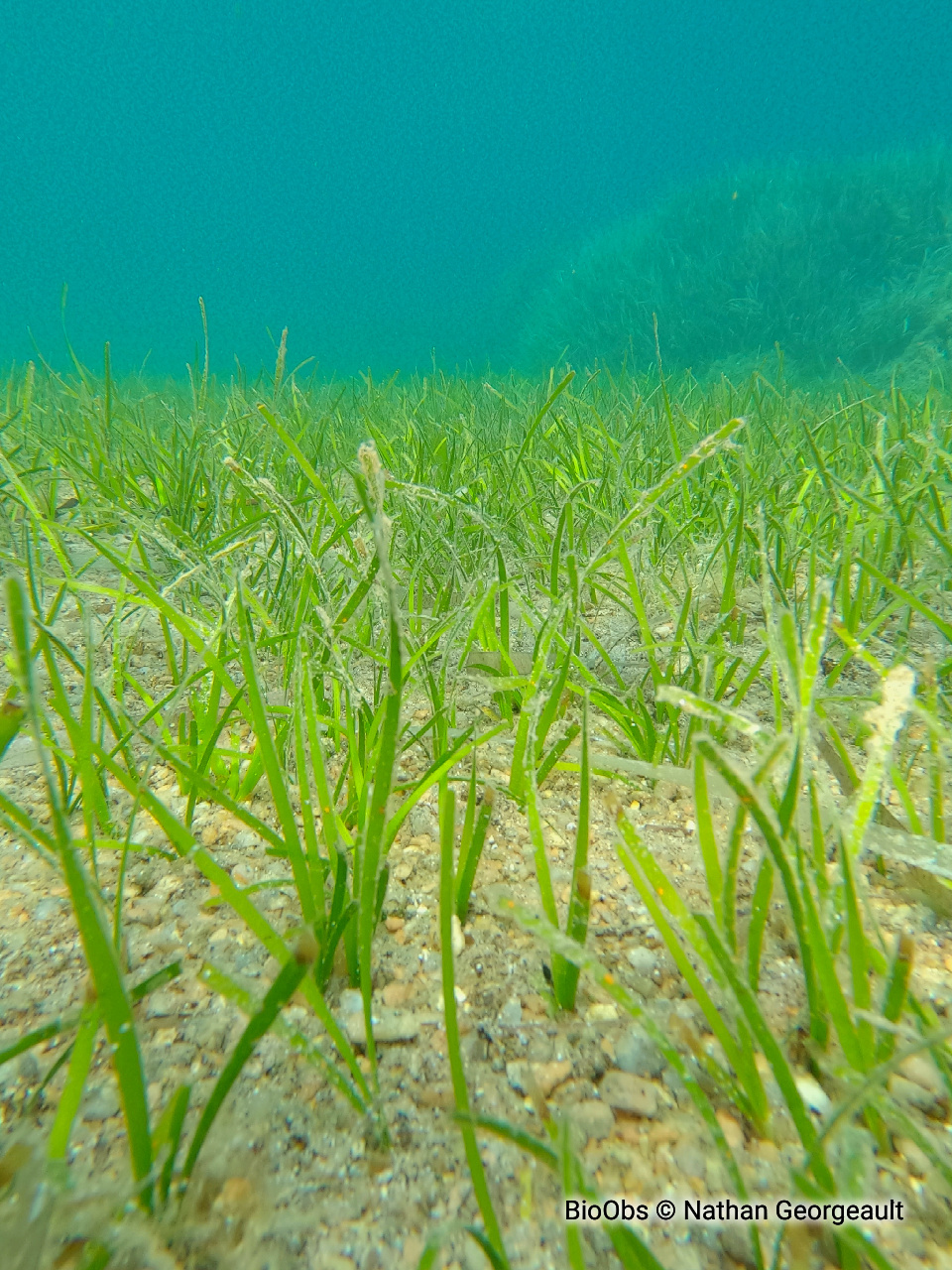 Cymodocée - Cymodocea nodosa - Nathan Georgeault - BioObs