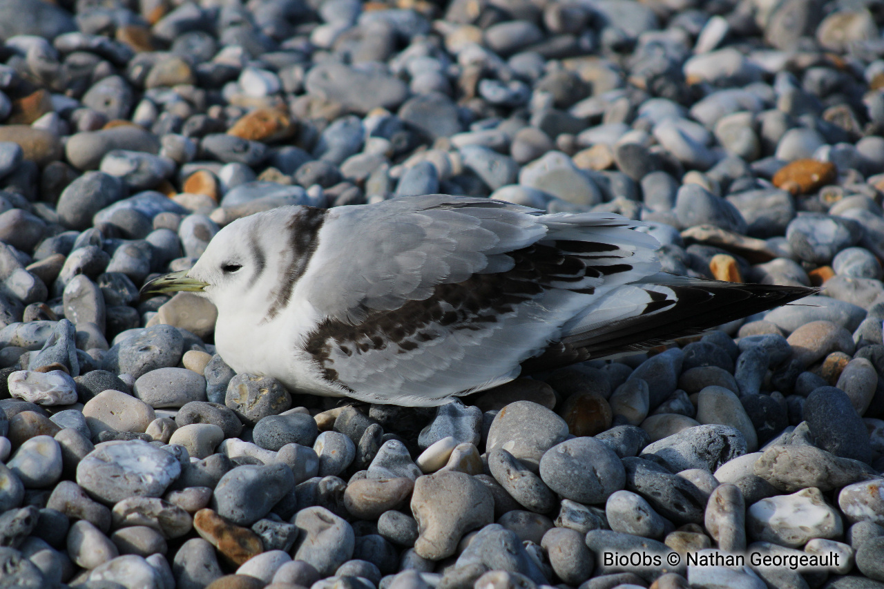 Mouette tridactyle - Rissa tridactyla - Nathan Georgeault - BioObs