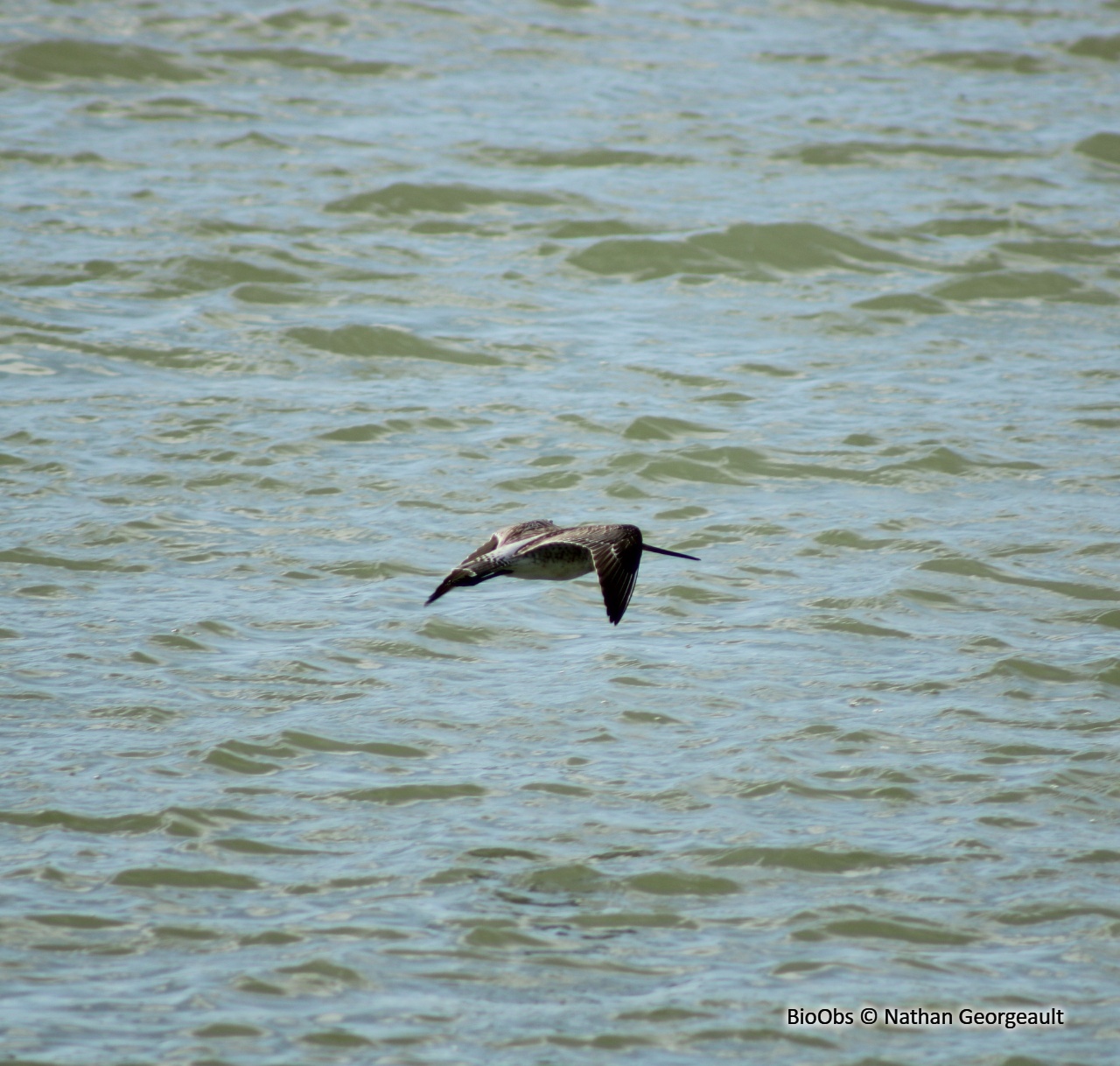 Barge rousse - Limosa lapponica - Nathan Georgeault - BioObs