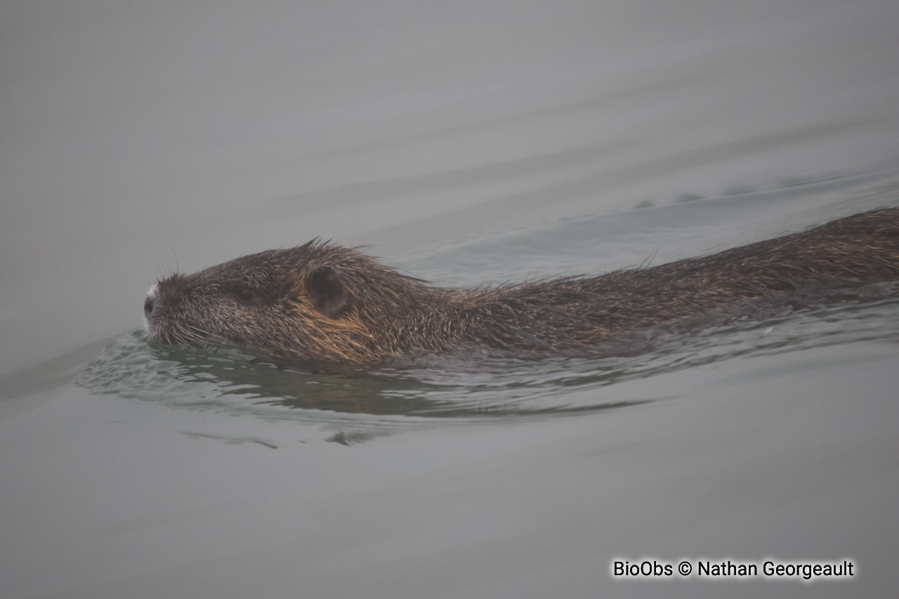Ragondin - Myocastor coypus - Nathan Georgeault - BioObs