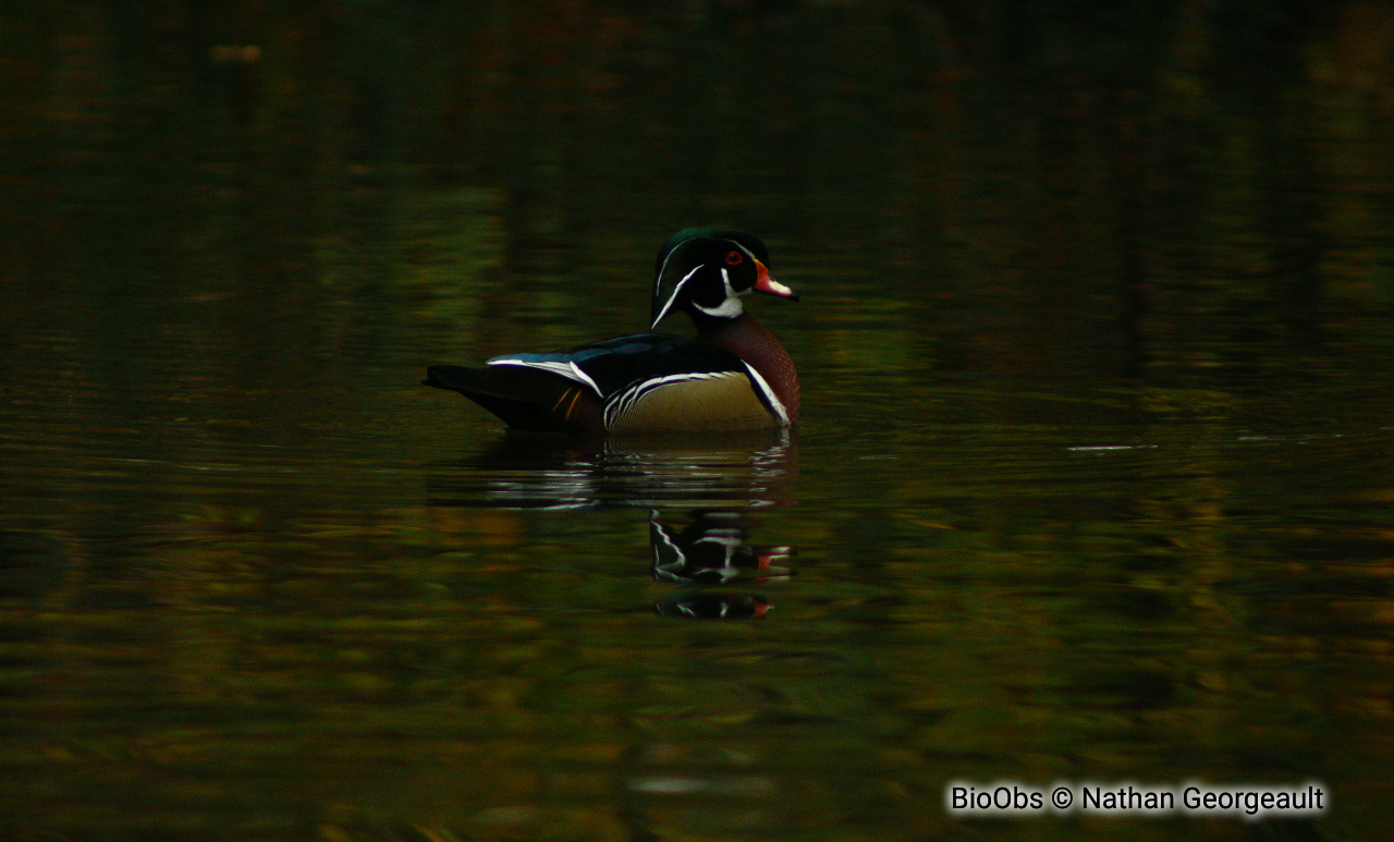 Canard branchu - Aix sponsa - Nathan Georgeault - BioObs