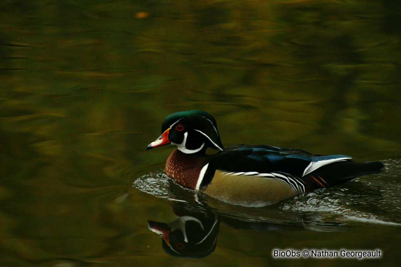 Canard branchu - Aix sponsa - Nathan Georgeault - BioObs