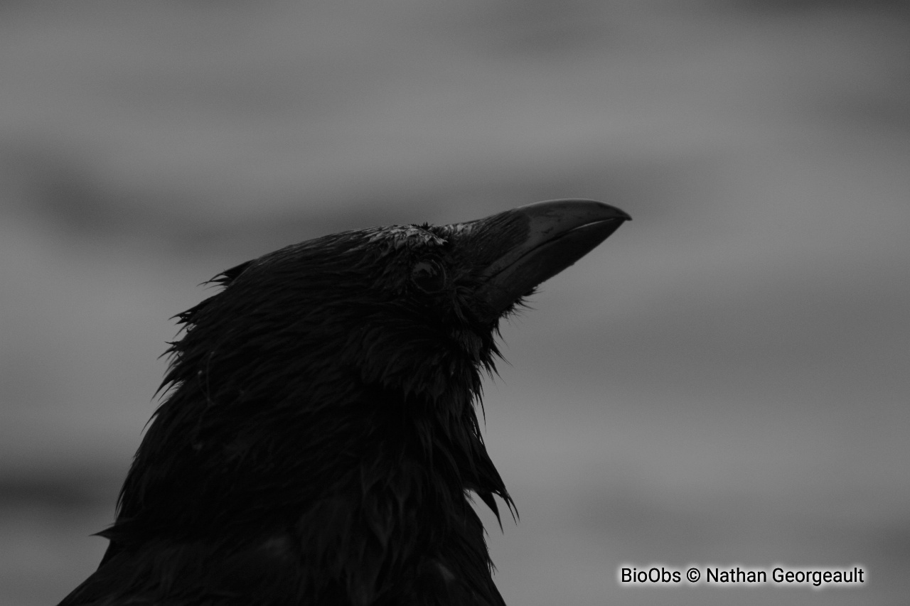Corneille noire - Corvus corone - Nathan Georgeault - BioObs
