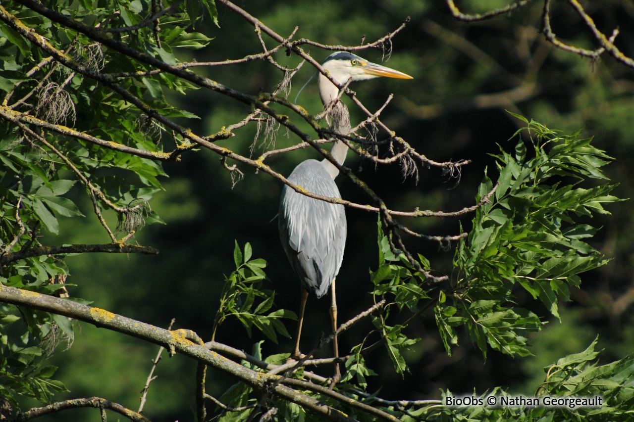 Héron cendré - Ardea cinerea - Nathan Georgeault - BioObs