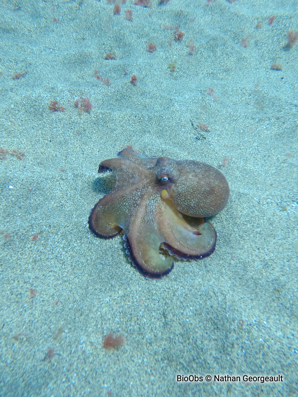 Poulpe à rayures bleues - Amphioctopus burryi - Nathan Georgeault - BioObs
