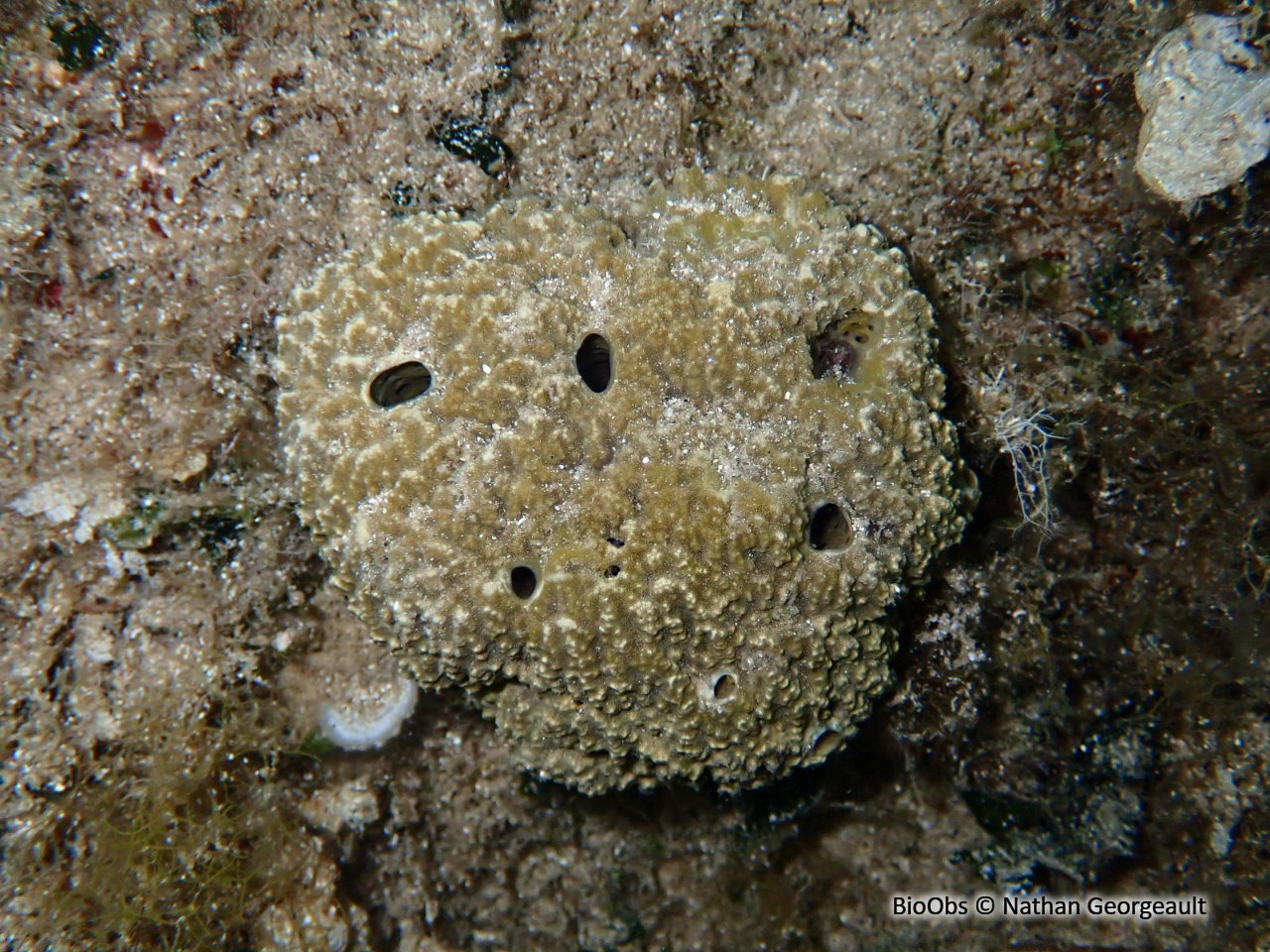 Ircinie variable - Ircinia variabilis - Nathan Georgeault - BioObs