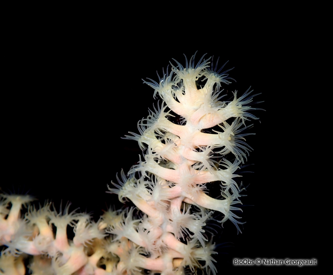 Anémone buissonnante - Savalia savaglia - Nathan Georgeault - BioObs