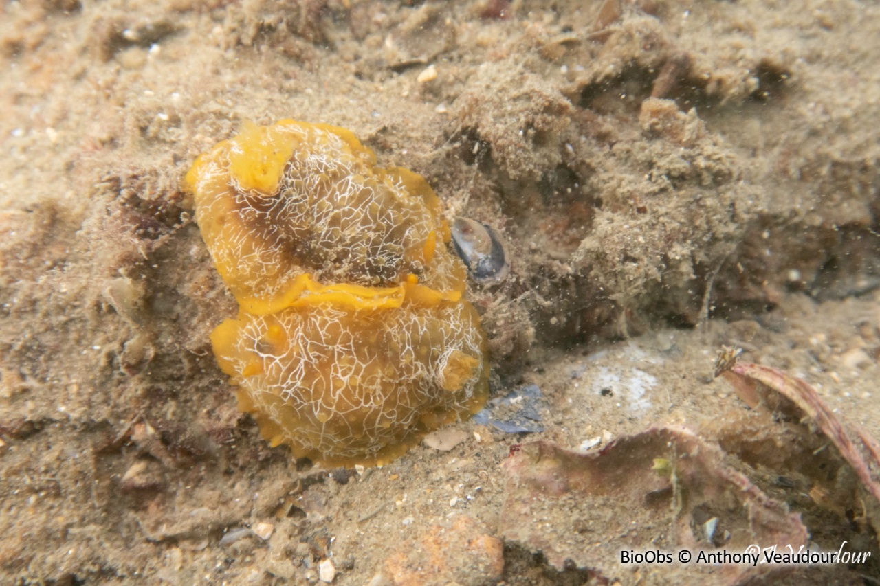 Doris aréolée d'Atlantique - Doriopsilla sp1 - Anthony Veaudour - BioObs