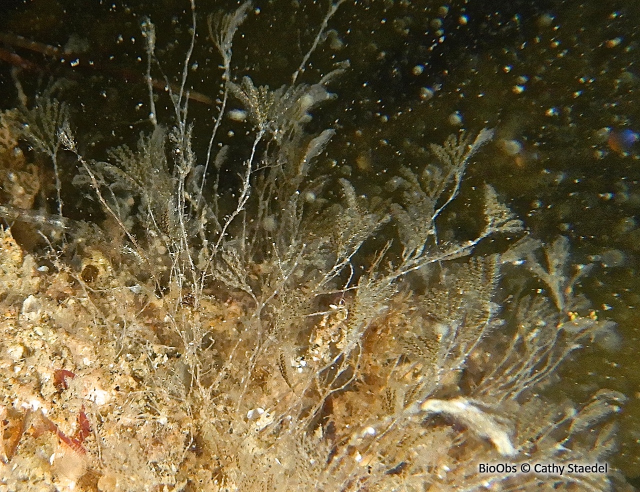 Caulibugula zanzibariensis - Caulibugula zanzibariensis - Cathy Staedel - BioObs