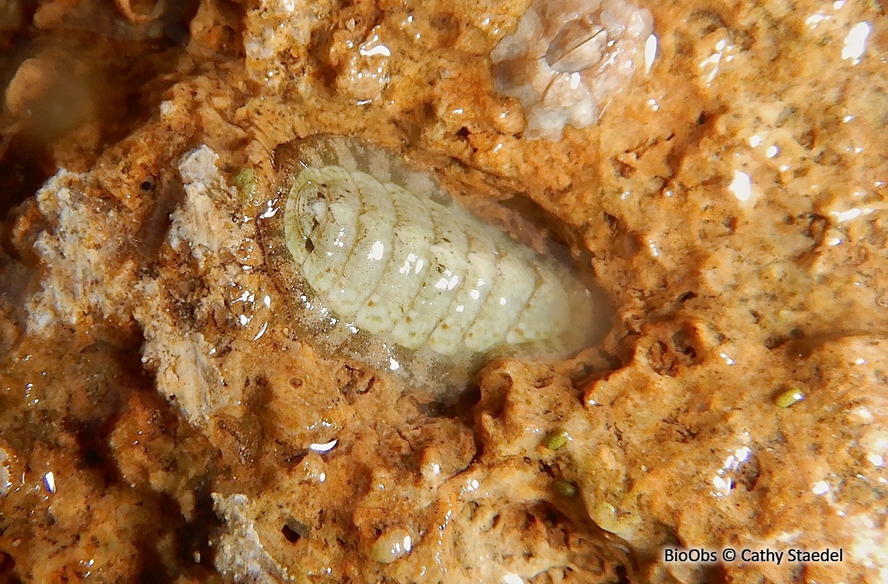 Chiton - Chitonidae sp - Cathy Staedel - BioObs