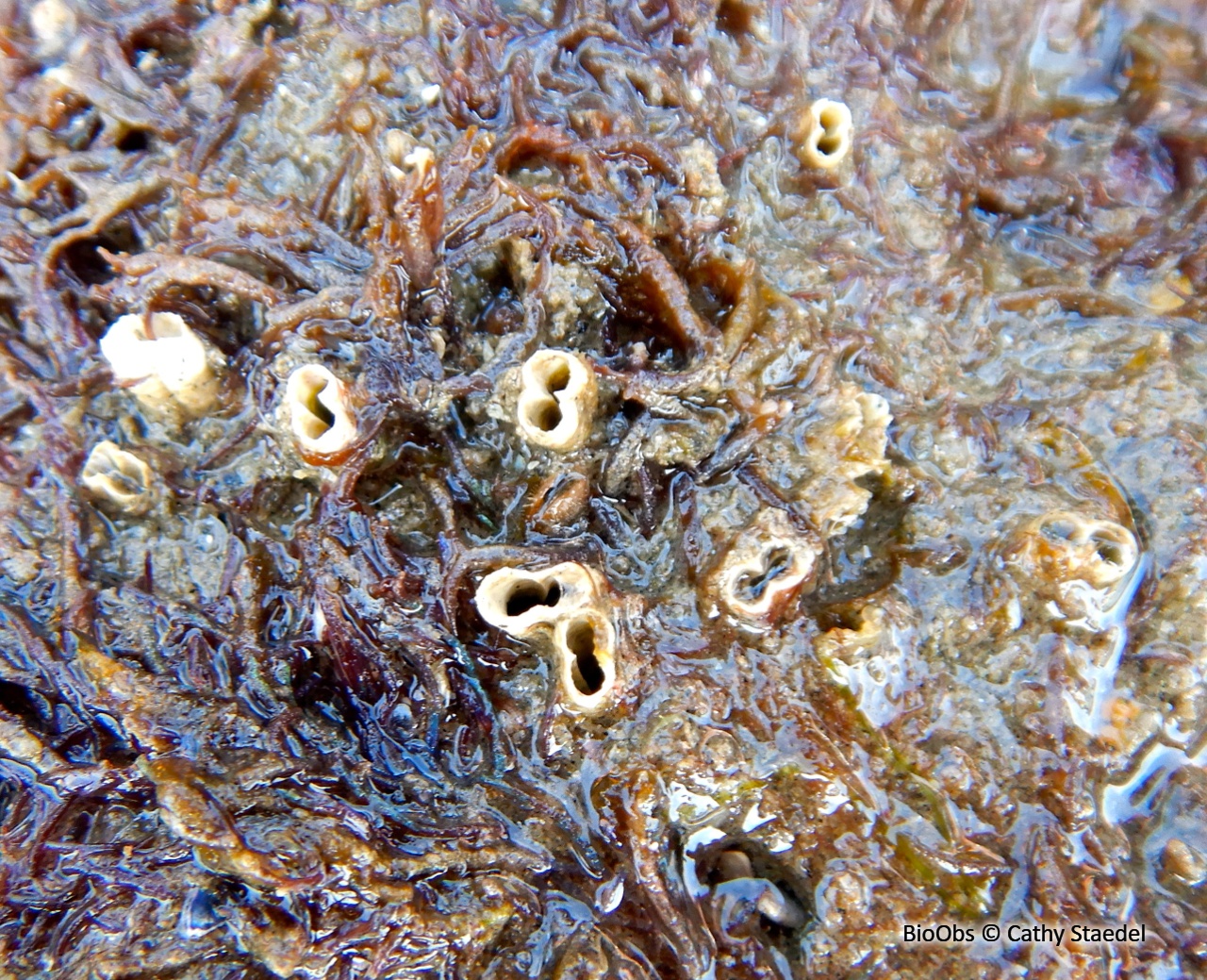 Rocellaire - Rocellaria dubia - Cathy Staedel - BioObs