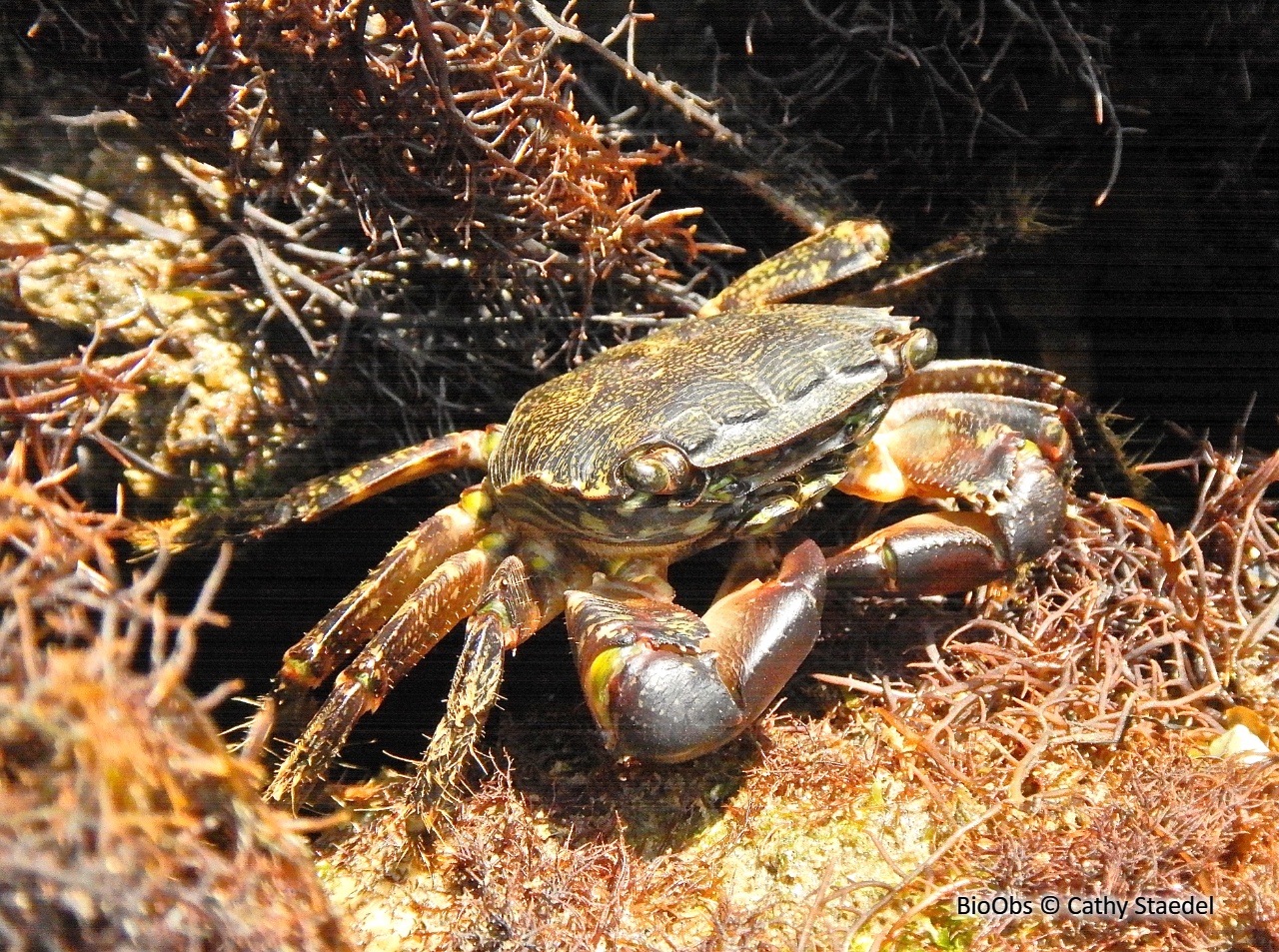 Crabe marbré - Pachygrapsus marmoratus - Cathy Staedel - BioObs