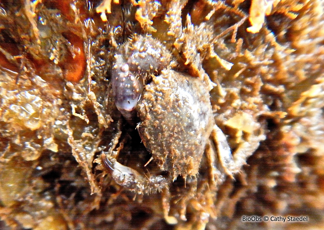 Crabe verruqueux - Eriphia verrucosa - Cathy Staedel - BioObs
