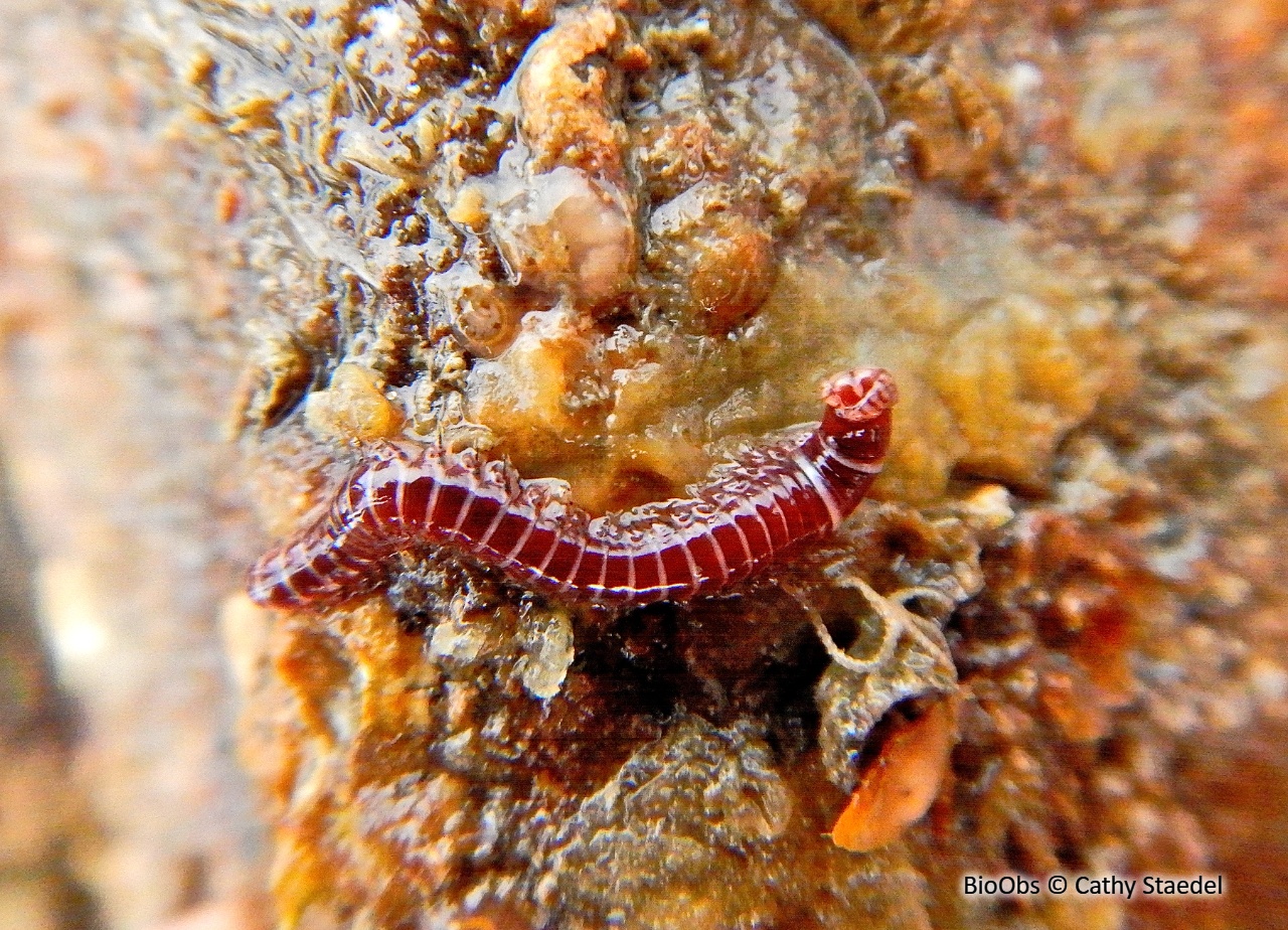 Ver rouge à collier - Leodice torquata - Cathy Staedel - BioObs