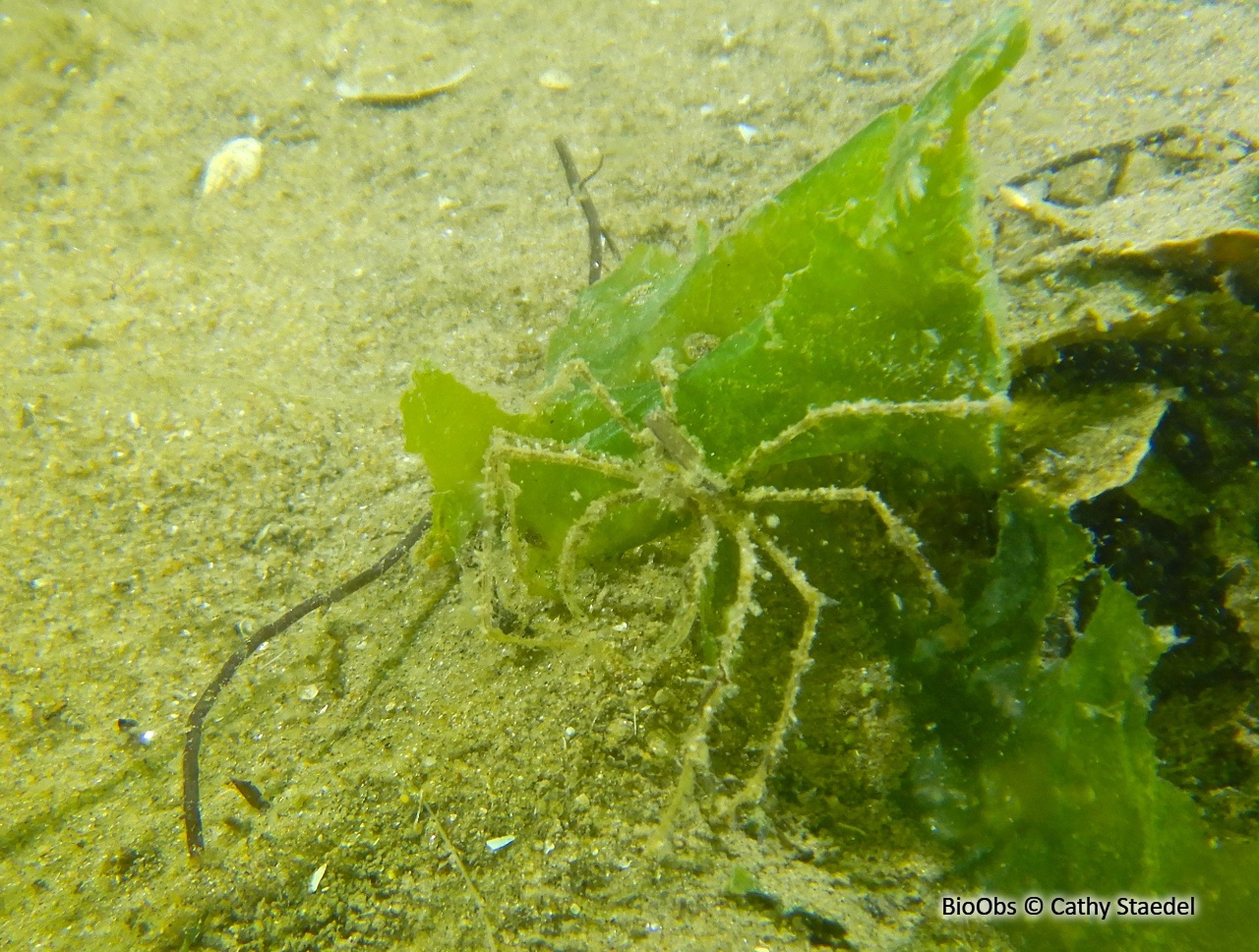 Macropode à longues pattes - Macropodia tenuirostris - Cathy Staedel - BioObs