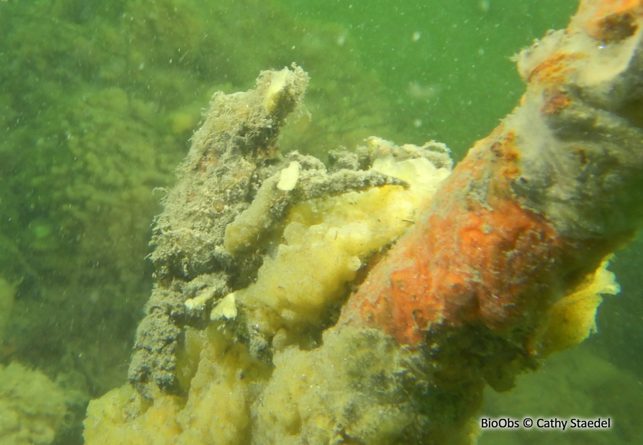 Pise armée - Pisa armata - Cathy Staedel - BioObs