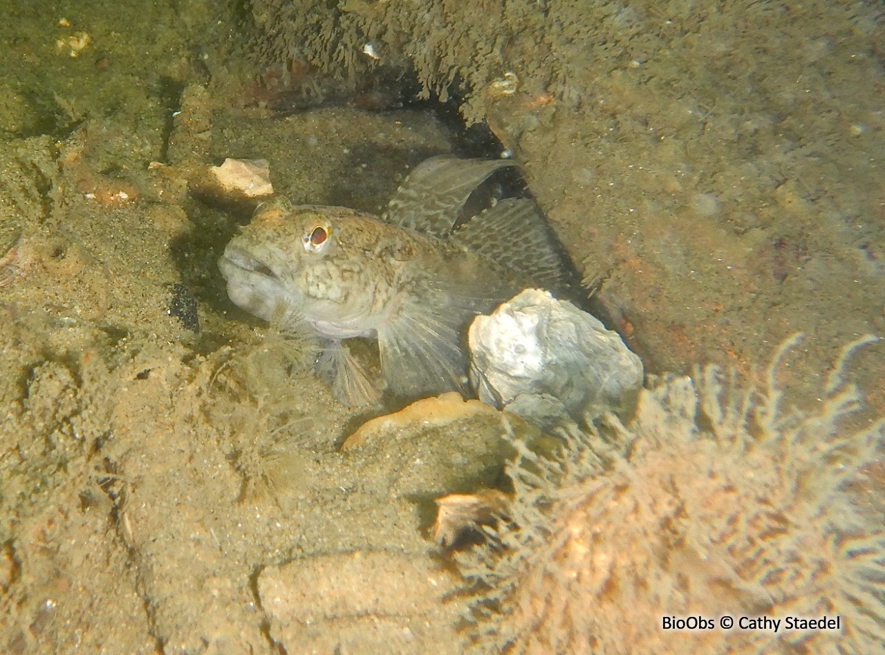 Gobie noir - Gobius niger - Cathy Staedel - BioObs