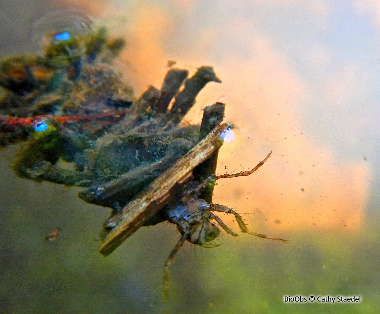 Larves de trichoptères - Trichoptera sp. - Cathy Staedel - BioObs
