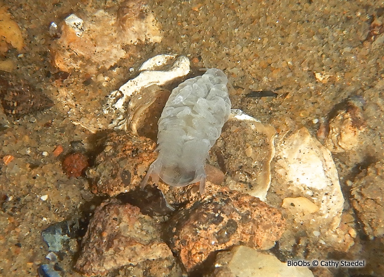 Isopode de la langue des poissons - Ceratothoa italica - Cathy Staedel - BioObs
