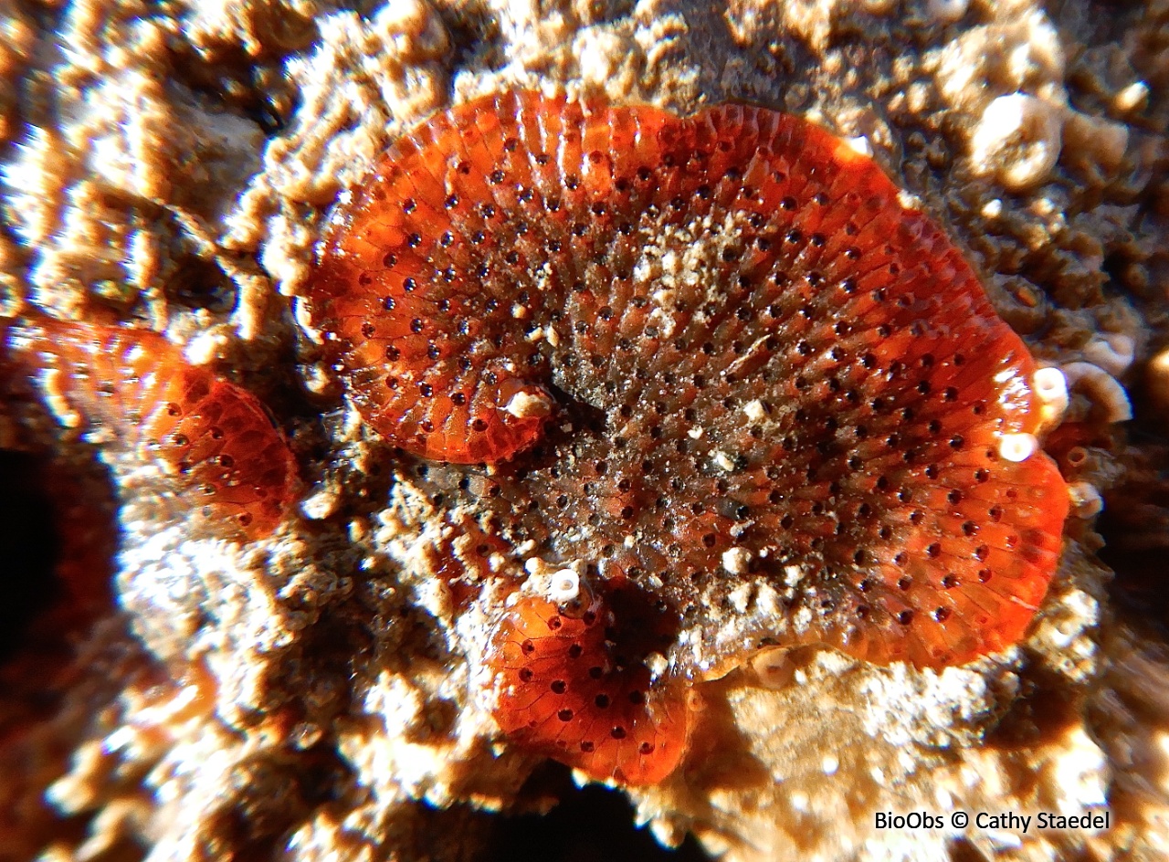 Bryozoaire orange vif et noir à points noirs - Watersipora subatra - Cathy Staedel - BioObs