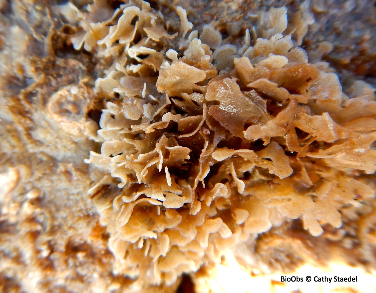 Grande flustre - Flustra foliacea - Cathy Staedel - BioObs